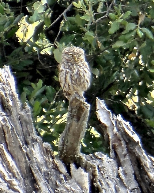 little owl
